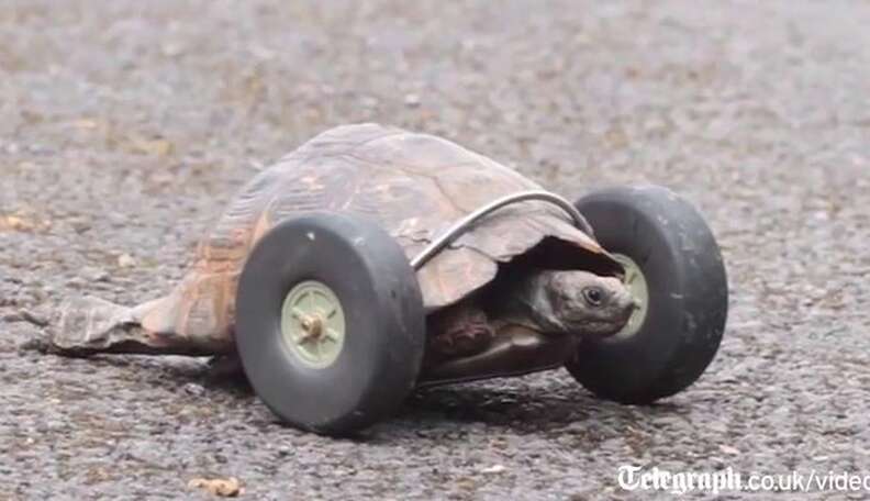 90-Year-Old Pet Tortoise Gets New Lease On Life From Incredibly Devoted ...