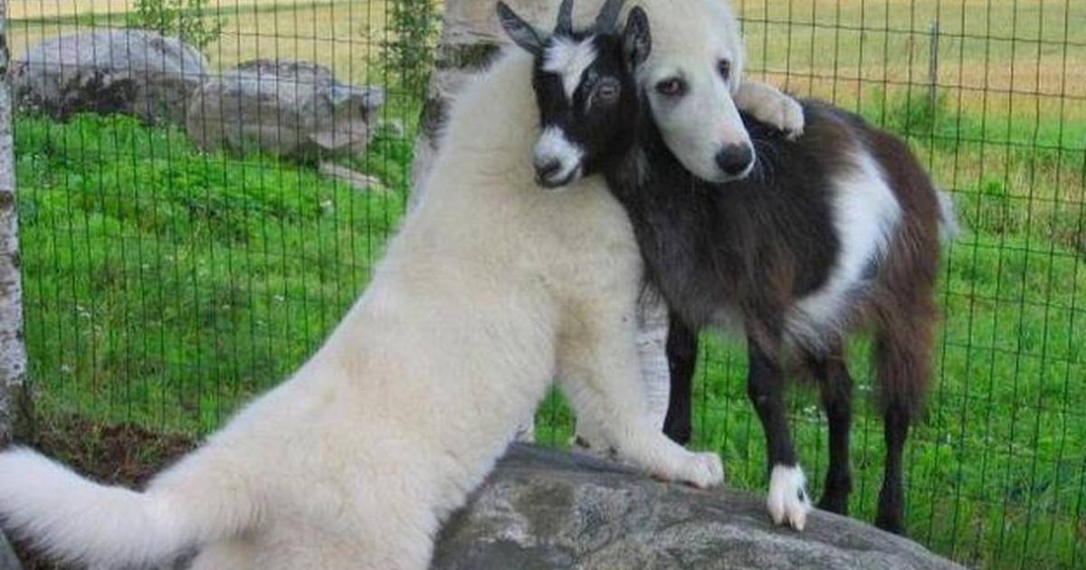 do goats and dogs get along