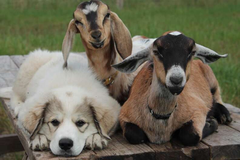 do goats like dogs