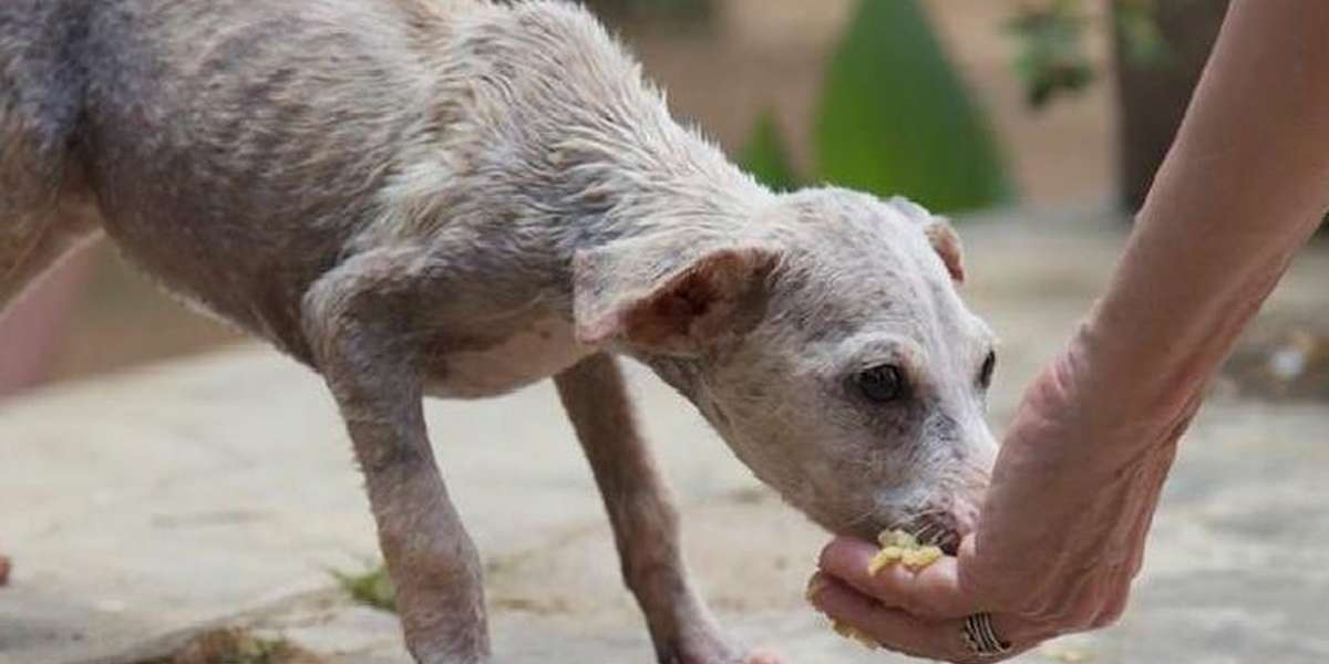 5,000 Stray Dogs Were Saved By One Incredible Couple The Dodo