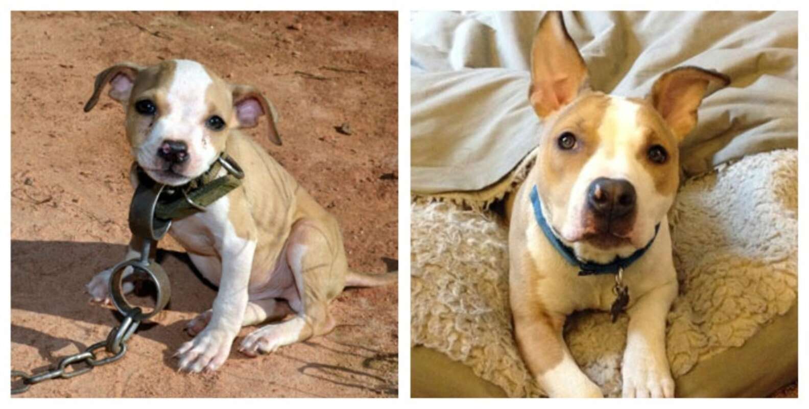 These Dogs Spent Their Lives On Chains Until They Were Finally Freed ...