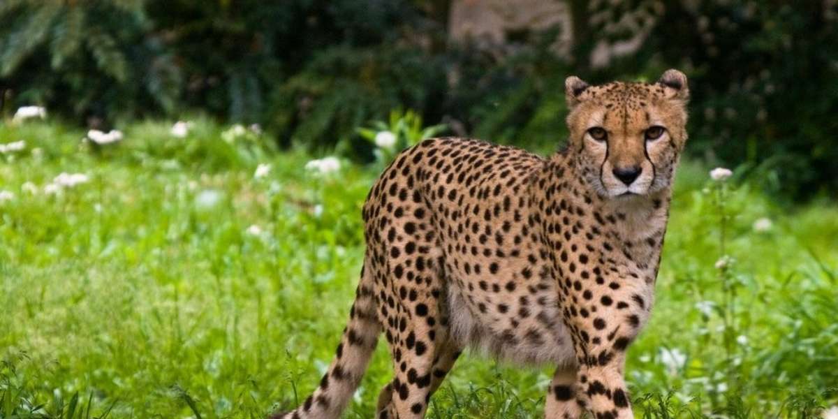 5 Animals That Make The Craziest Most Unexpected Noises The Dodo