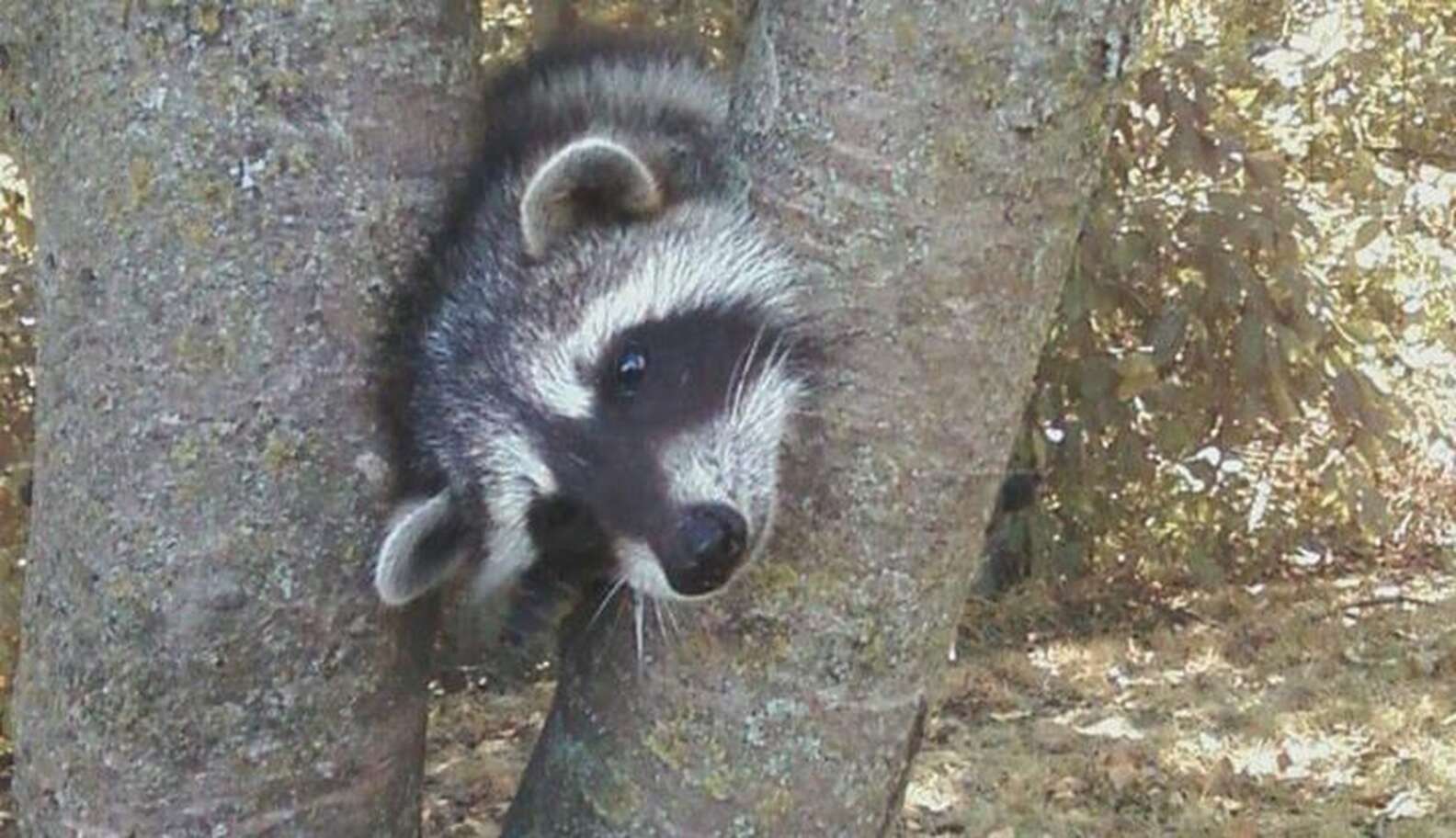 Rescue Raccoon Returns To The Wild Thanks To A Woman And Her Cat - The Dodo