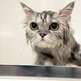 Q: Do Cats Really Hate Water?