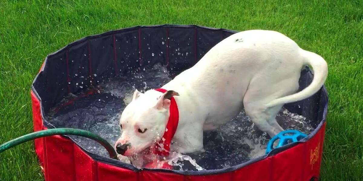 Pit Bull Is So Happy To Run Around Outside Of The Shelter - The Dodo