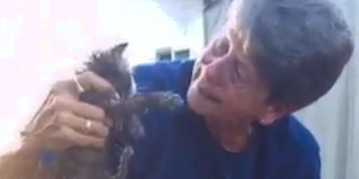 Kitten Stuck In Pipe Cries For Help Until Someone Hears - The Dodo
