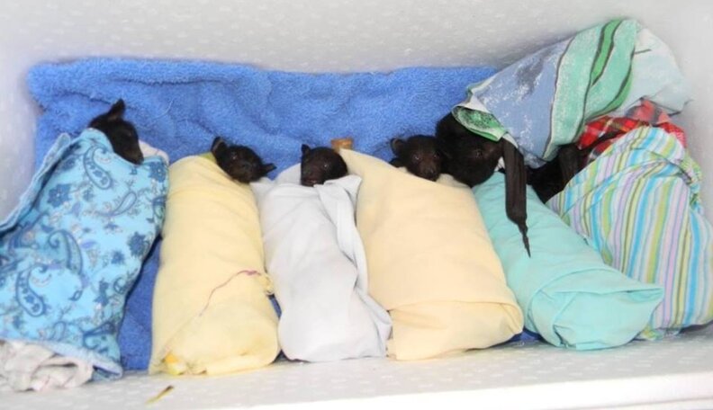 Hundreds Of Baby Bats Rescued After Devastating Heat Wave Hits ...