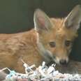Fox Cubs Were Kidnapped For Hunters But We Gave Them Hope