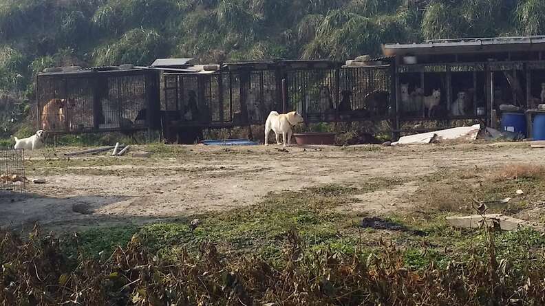 Dog meat farm in Korea