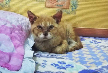 Cat rescued from dog meat farm in Korea