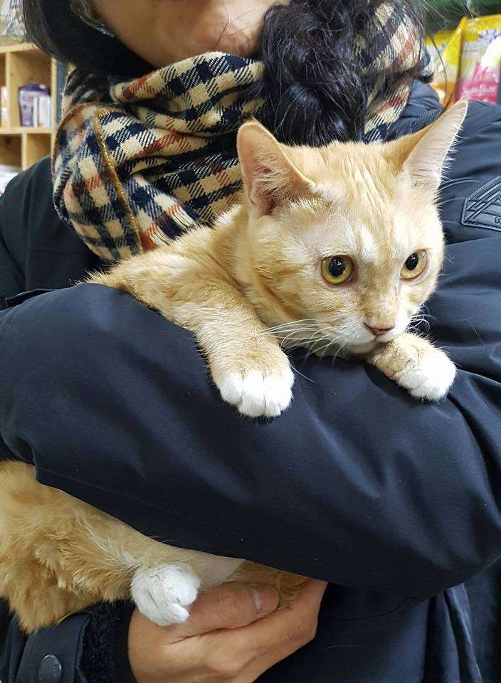 Cat rescued from dog meat farm in Korea
