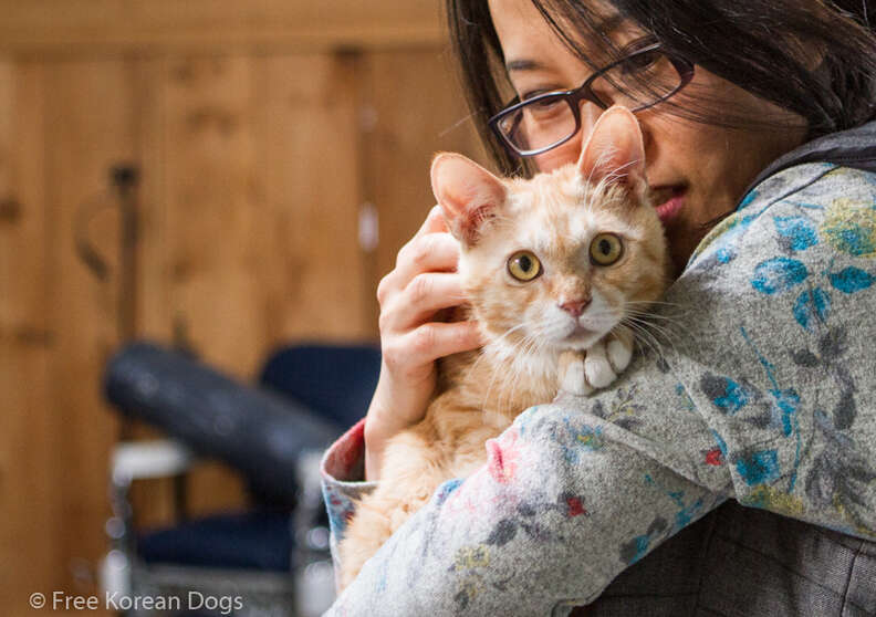 Cat rescued from dog meat farm in Korea
