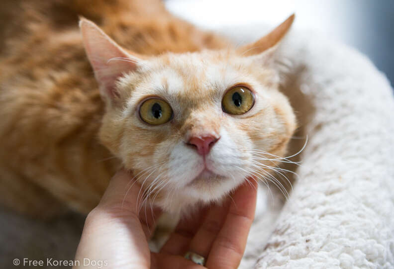Cat rescued from dog meat farm in Korea