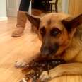 Dog Tries To Protect Little Lobster From Becoming Family's Dinner
