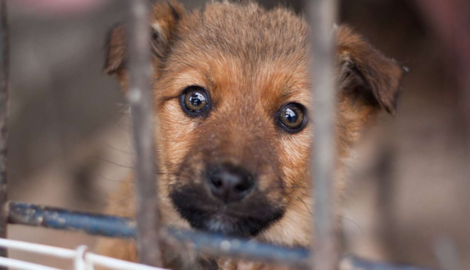 Pet Store Employee Quits After Puppy Dies In Her Arms - The Dodo