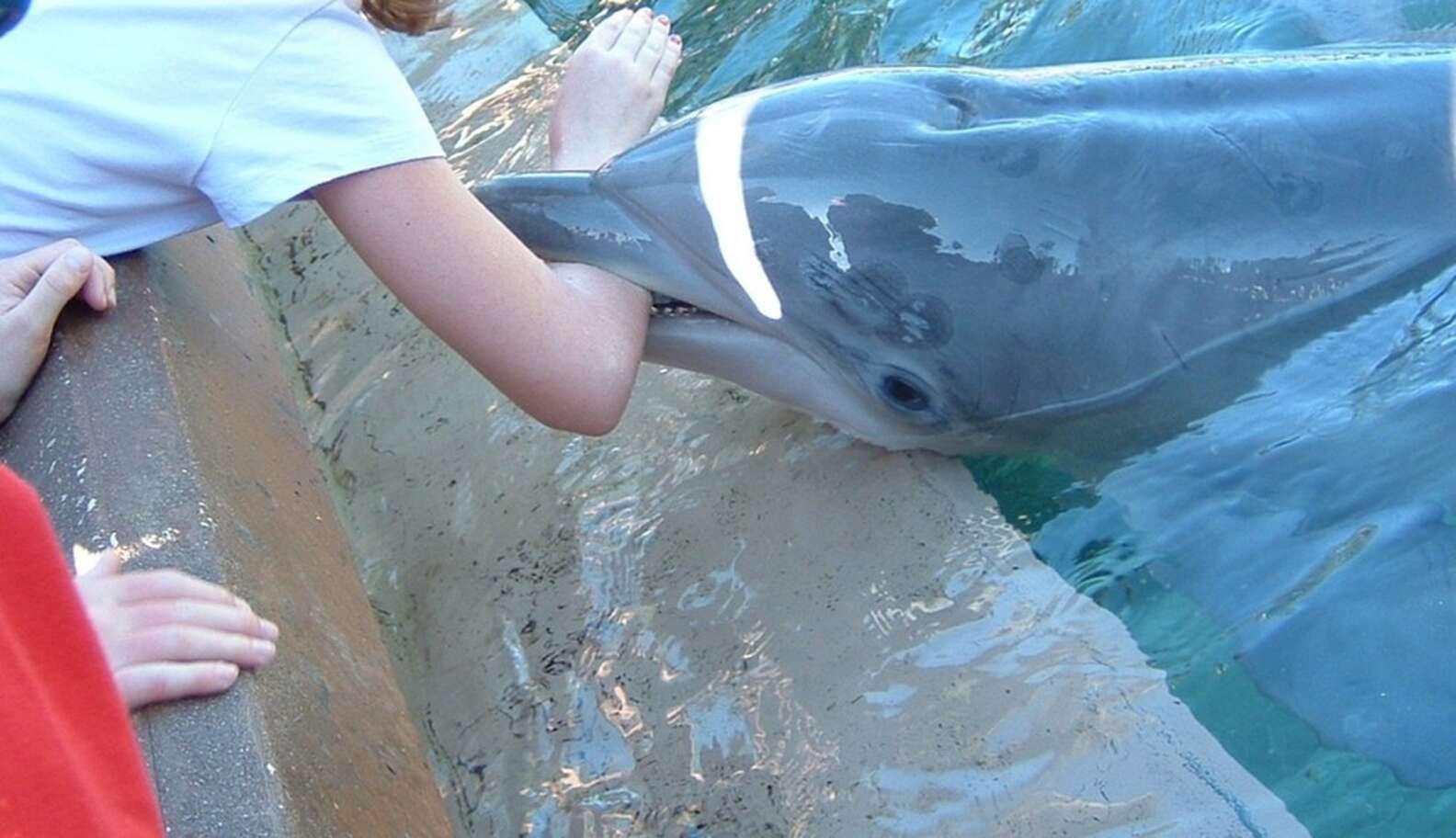 Dolphins Will Be Shipped To The Arizona Desert So People Can Swim With ...