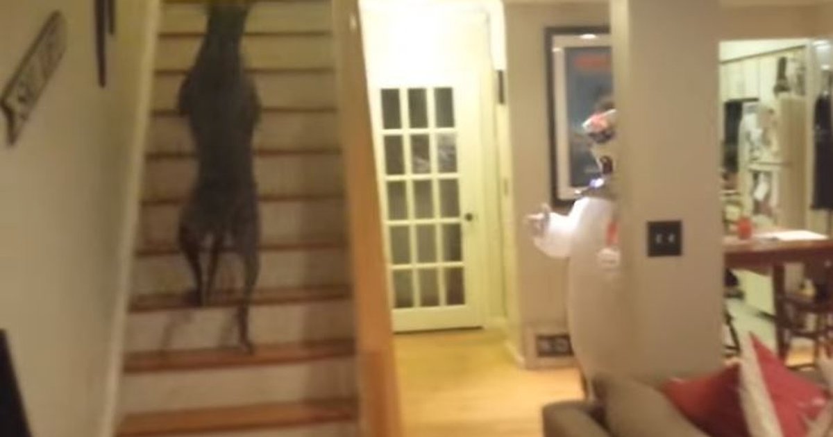 Dog Sees Ghost For First Time Runs Like HELL The Dodo