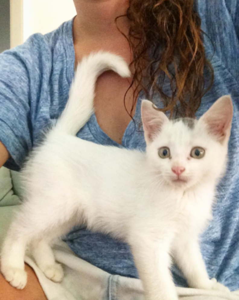 stray kitten surprised
