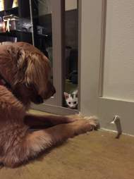 Kitten looking at dog through the crack in the door