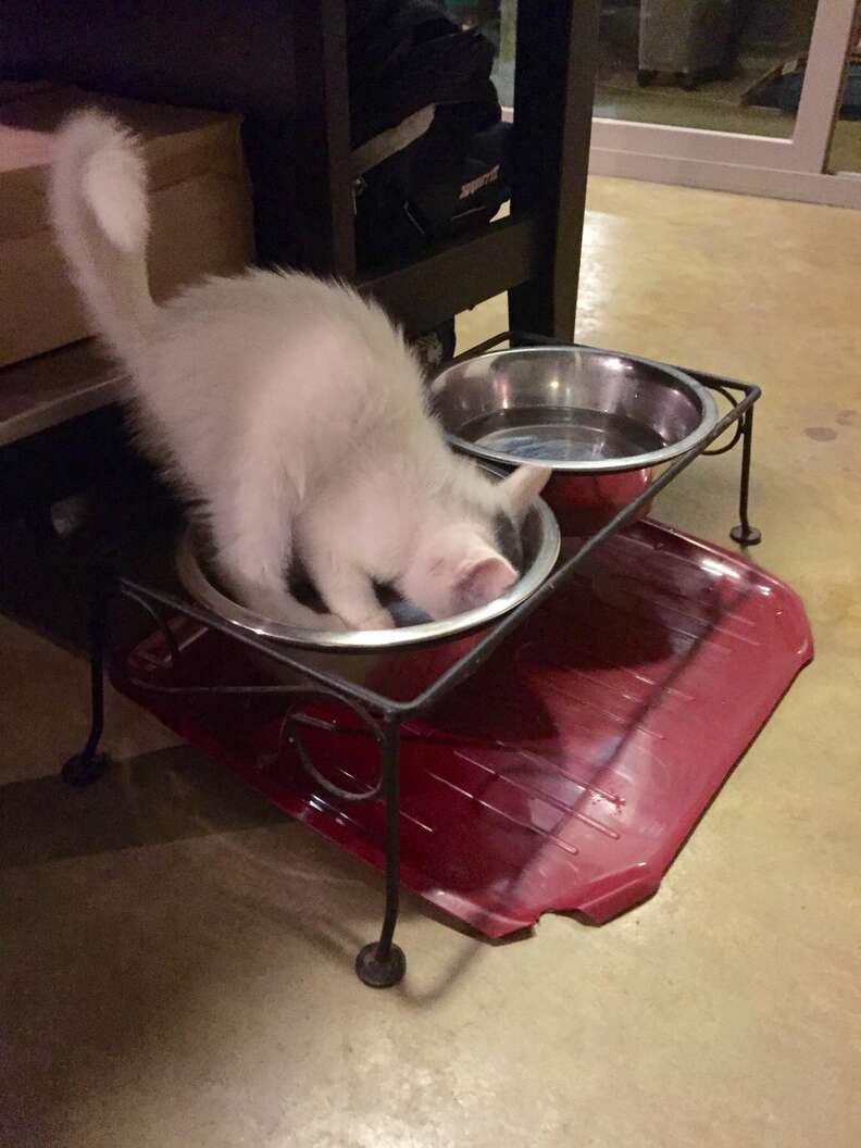Cat trying to eat out of the dog's bowl