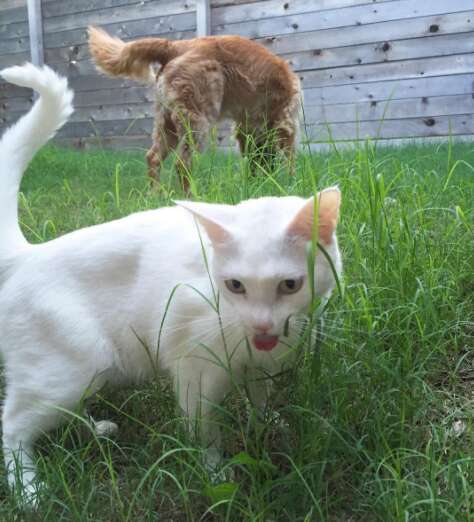 Dog and cat siblings both eating grass
