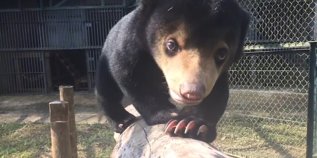 Orphaned Sun Bear Is Learning So Many New Things - The Dodo