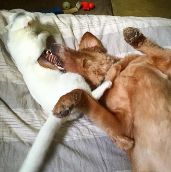 Dog and cat siblings playing together