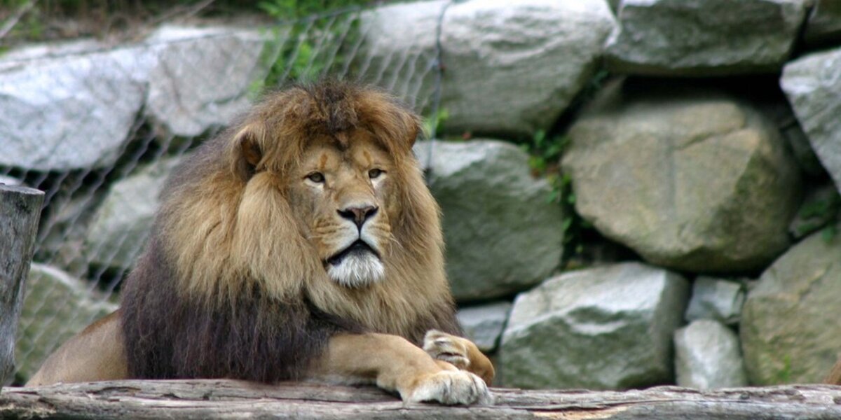 Zoo Inbreeding May Be Creating 