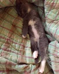 olive special needs kitten