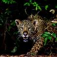 My Journey To Save Latin America's Elusive Jaguars