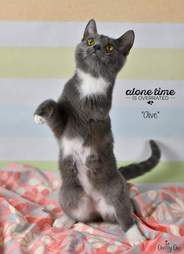 olive special needs kitten