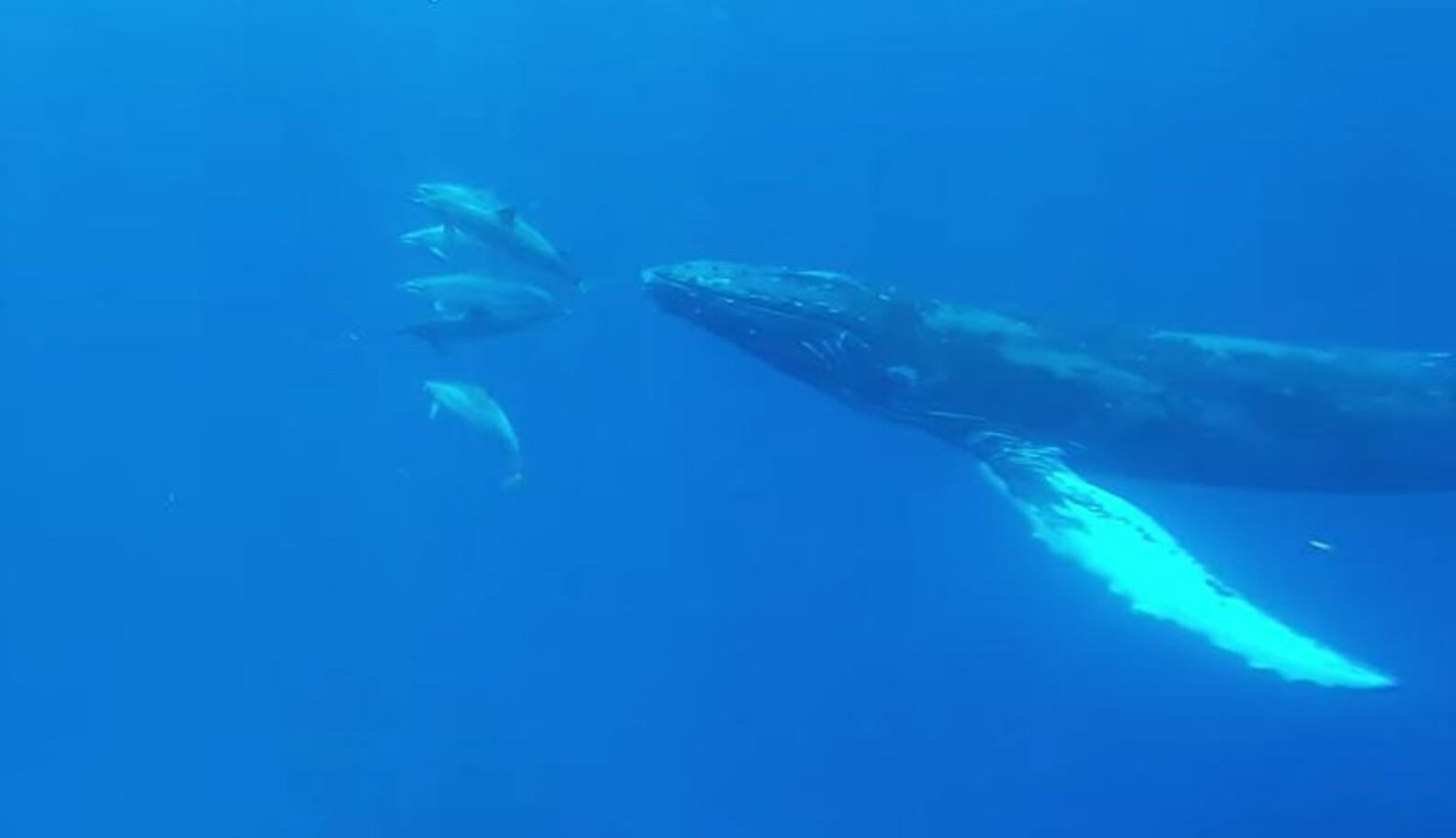 Whale Befriends Dolphins During Magical Moment In Hawaii The Dodo