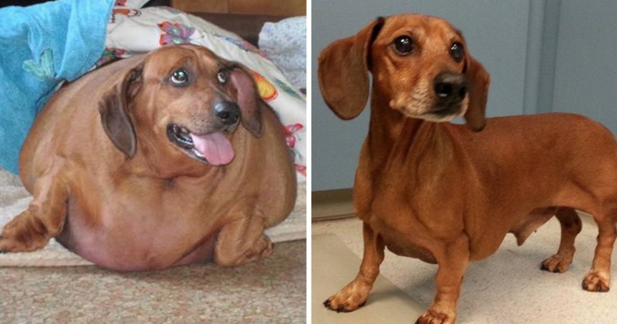 super fat wiener dog