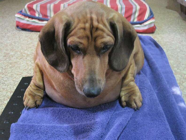 Obie the outlet obese wiener dog