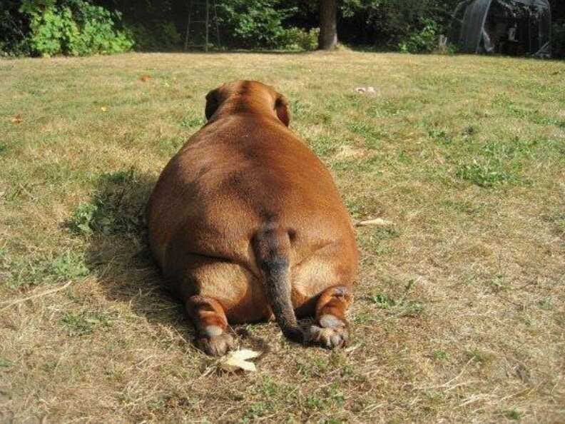 fat weiner dogs