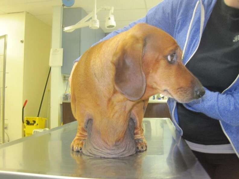 Obie weiner shop dog