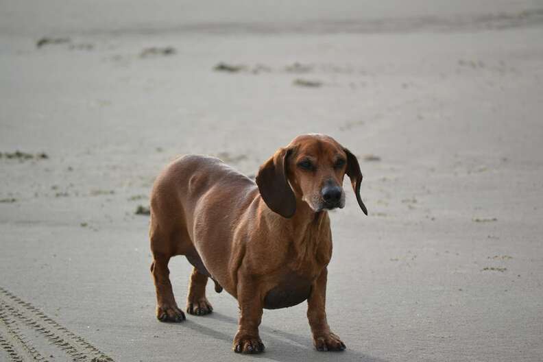 Obie hotsell weiner dog