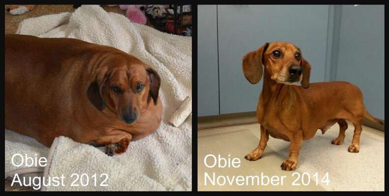 Obese Dachshund Drops 50 Pounds Becomes A Calendar Model The Dodo Obese Dachshund Drops 50 Pounds Becomes A Calendar Model The Dodo