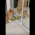 Corgi Doesn't Understand Why Puppy In Mirror Won't Play With Him