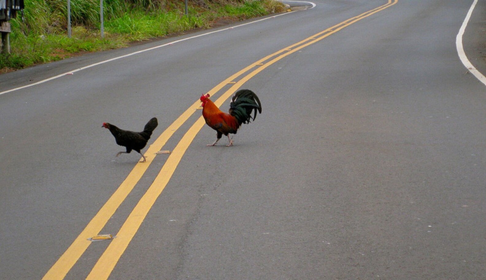 Gust Of Wind Frees Chickens From Factory Farming Truck The Dodo