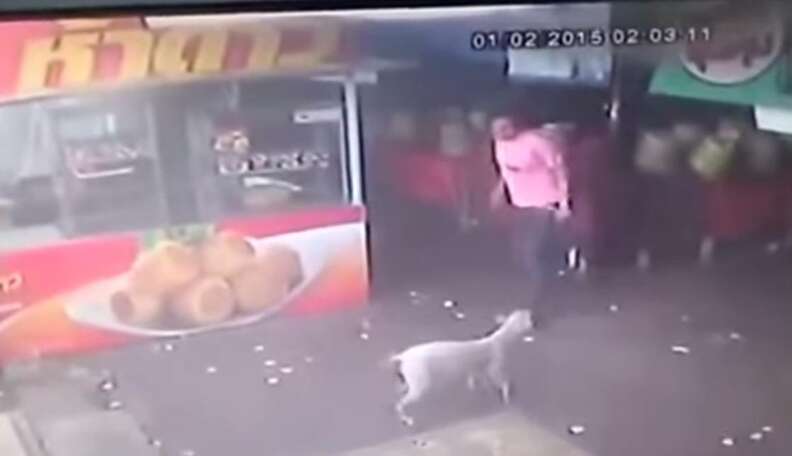 Jerk Tries To Kick Dog, Discovers The Meaning Of Karma - The Dodo