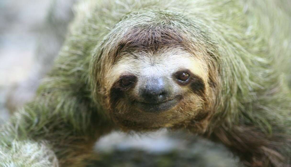 Believe In Yourself Sloth Gif