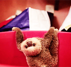 Believe In Yourself Sloth Gif