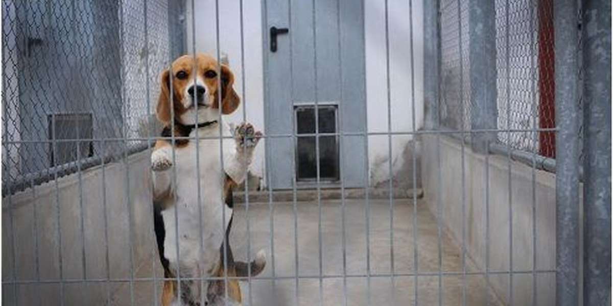 Dogs Trapped In Labs Given Hope For A Loving Family - The Dodo