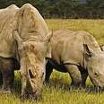 Protecting Rhinos by Reducing Horn Consumption