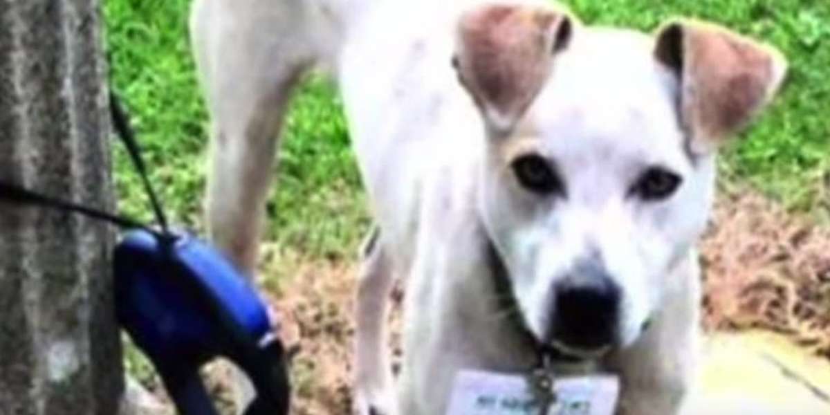 Dog Abandoned With Heartbreaking Note Finds Someone To Believe In Him ...