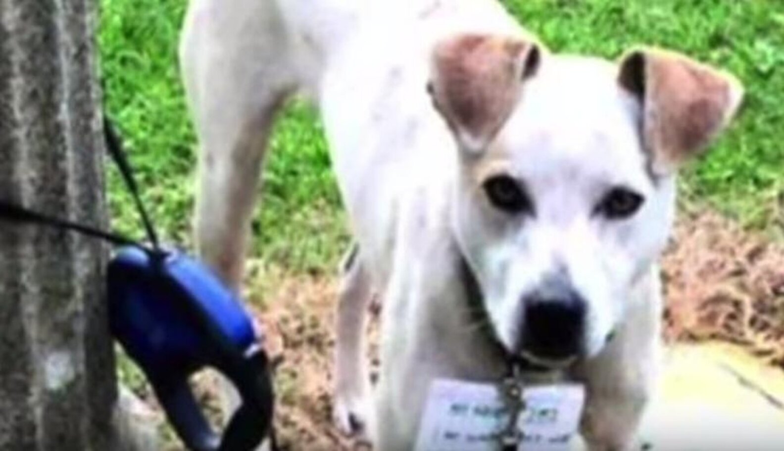 Dog Abandoned With Heartbreaking Note Finds Someone To Believe In Him ...
