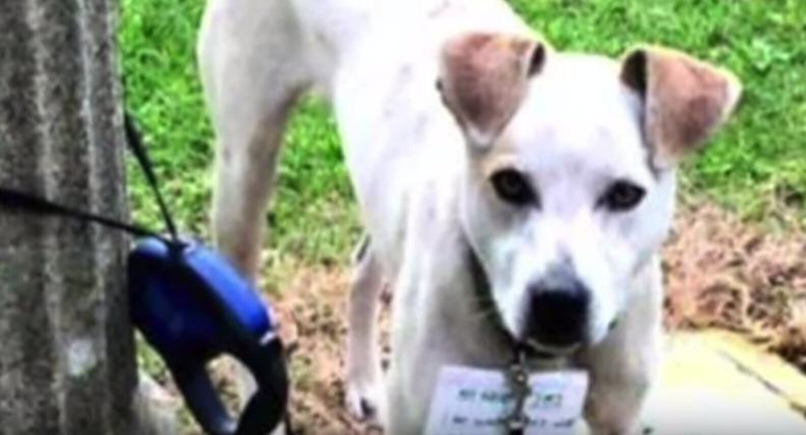 Dog Abandoned With Heartbreaking Note Finds Someone To Believe In Him ...