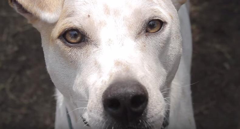 Dog Abandoned With Heartbreaking Note Finds Someone To Believe In Him ...
