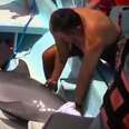 Dolphin Jumps Right Into Boat, And People Rush To Help Him